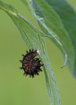 Silvery Checkerspot caterpillar beginning to pupate